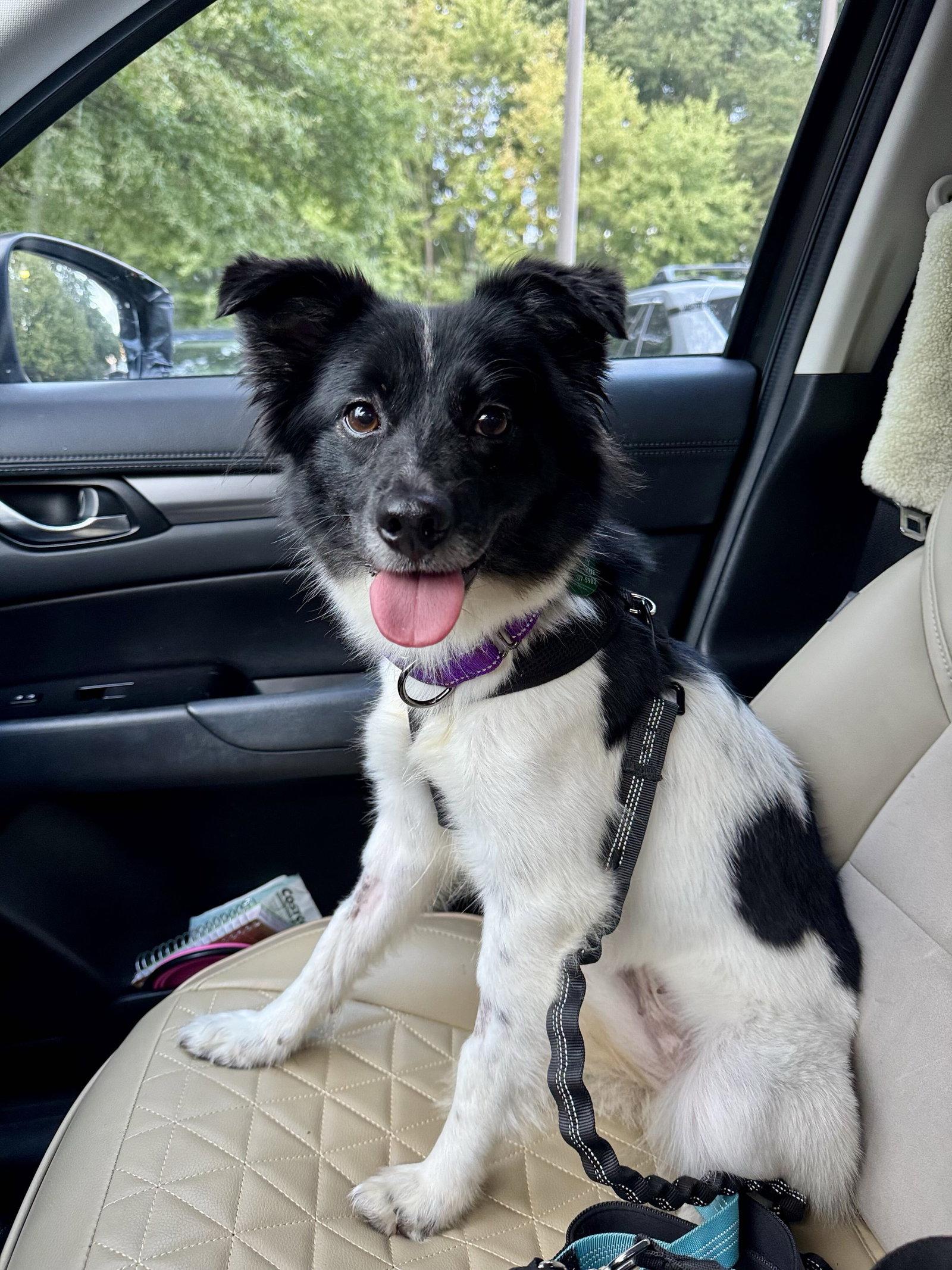 Coco, Adoptable, Adult Female Spaniel.