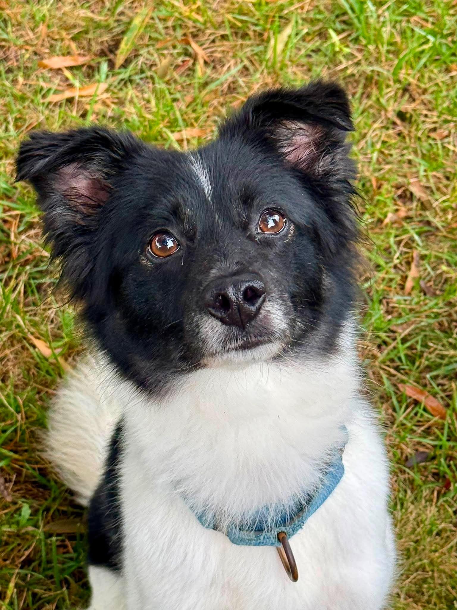 Enlarge Coco, a Adoptable Spaniel in Arlington, VA image 2/3