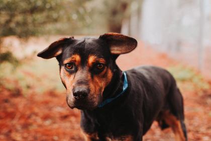 Enlarge 90623A Flip, a Adoptable mixed breed in North Charleston, SC image 1/3
