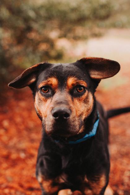 Enlarge 90623A Flip, a Adoptable mixed breed in North Charleston, SC image 2/3