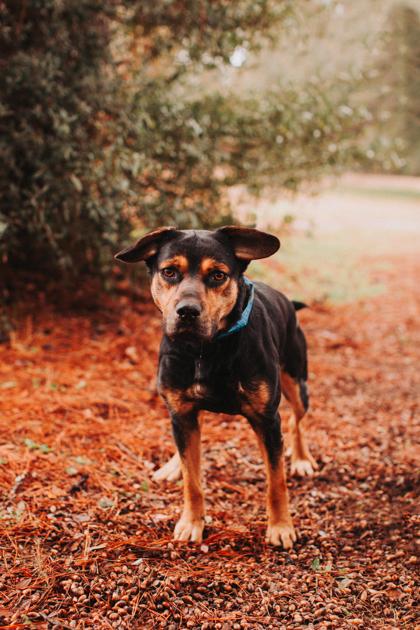 Enlarge 90623A Flip, a Adoptable mixed breed in North Charleston, SC image 3/3