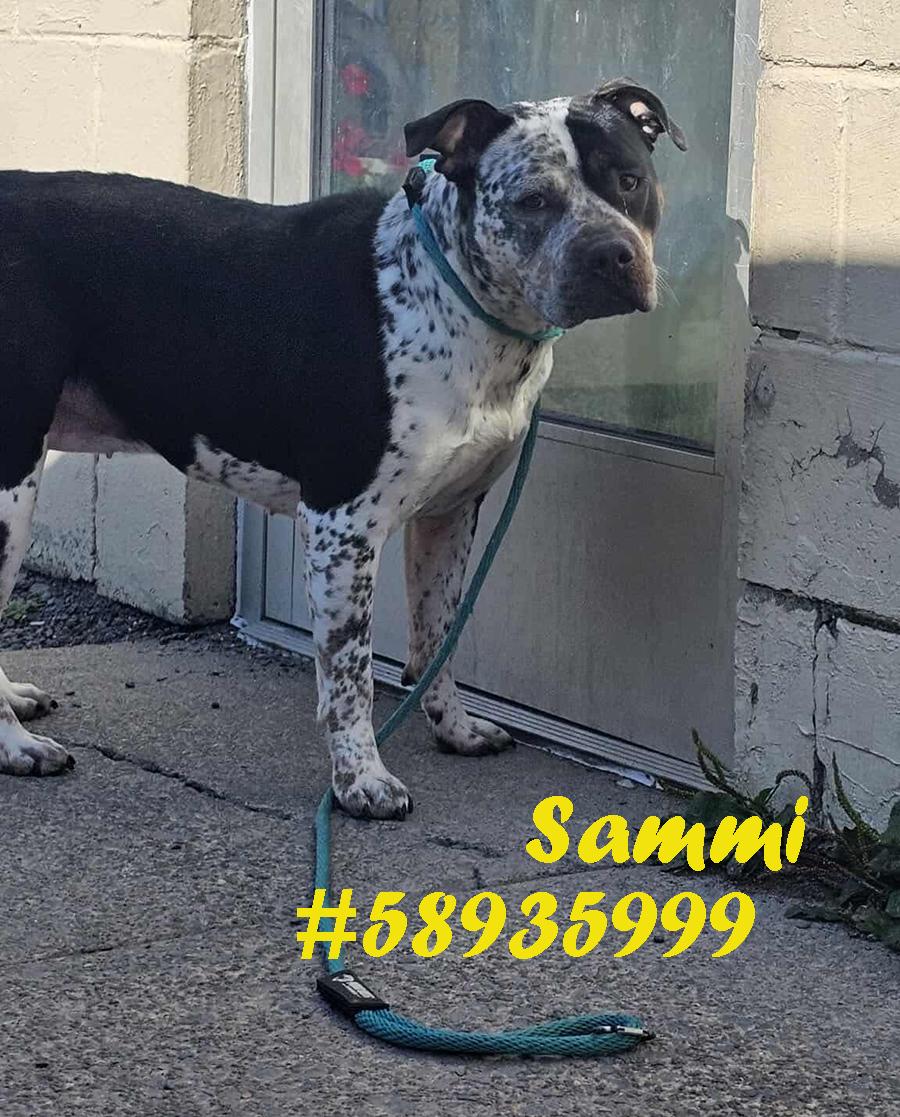 Sammi , ADOPTABLE, Adult Male Australian Cattle Dog / Blue Heeler & Pit Bull Terrier.