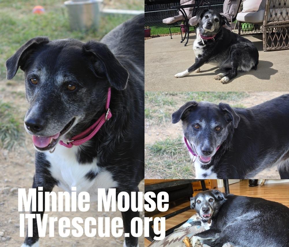 Minnie Mouse, a Adoptable mixed breed in Evansville, IN image 1/6