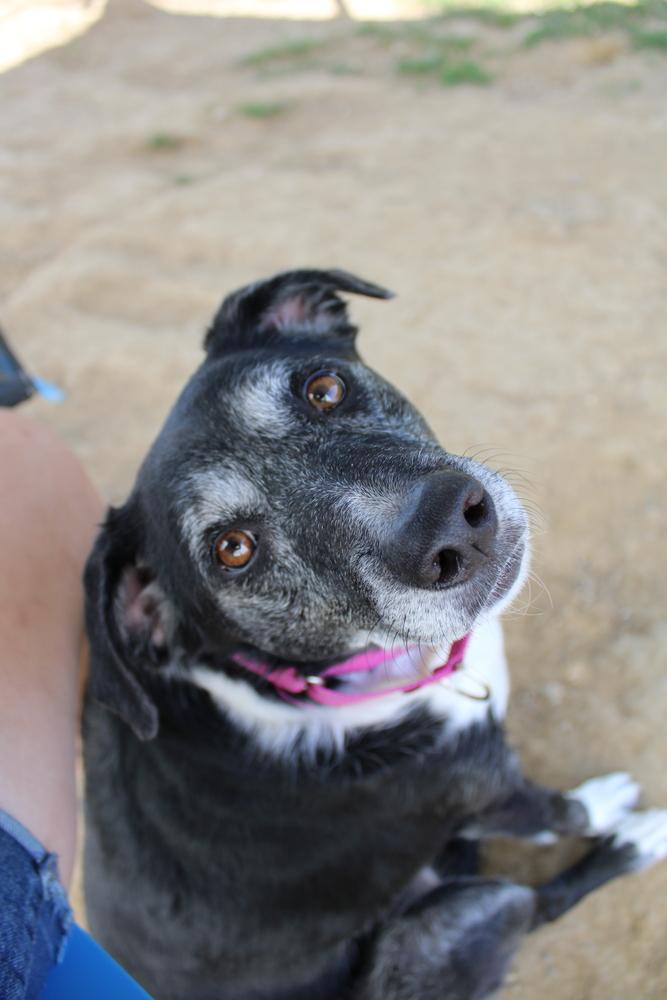 Minnie Mouse, a Adoptable mixed breed in Evansville, IN image 2/6