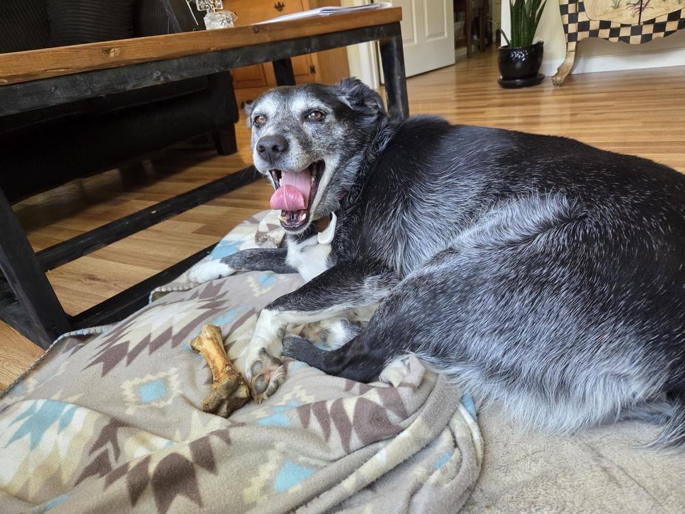 Minnie Mouse, a Adoptable mixed breed in Evansville, IN image 2/6