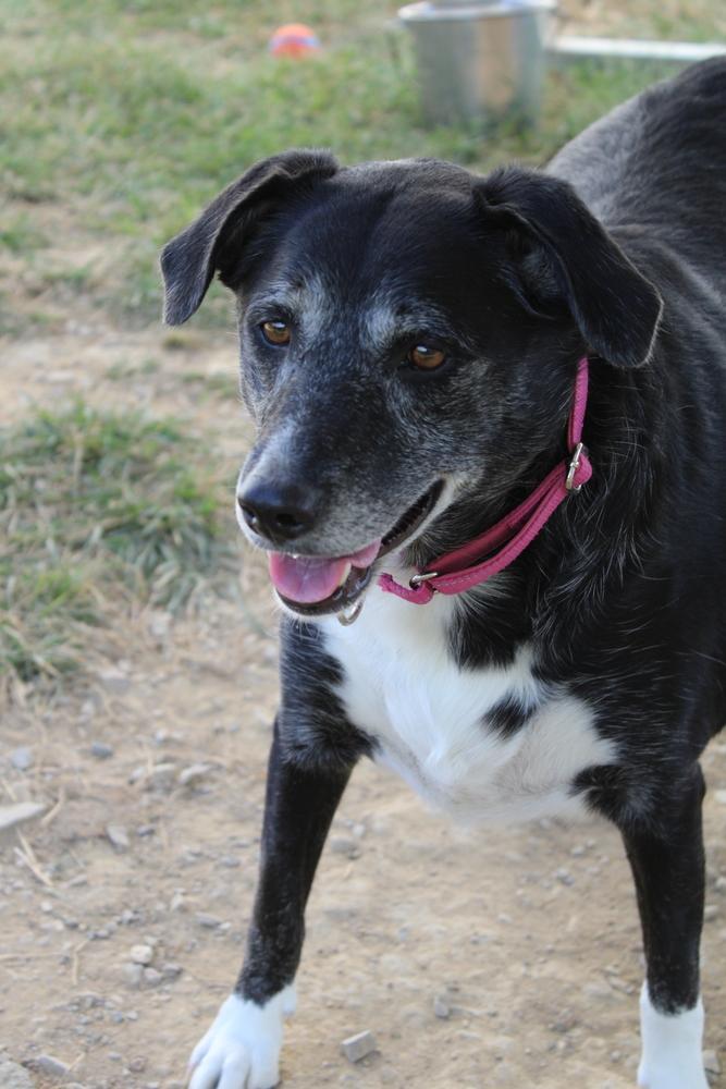 Minnie Mouse, a Adoptable mixed breed in Evansville, IN image 3/6