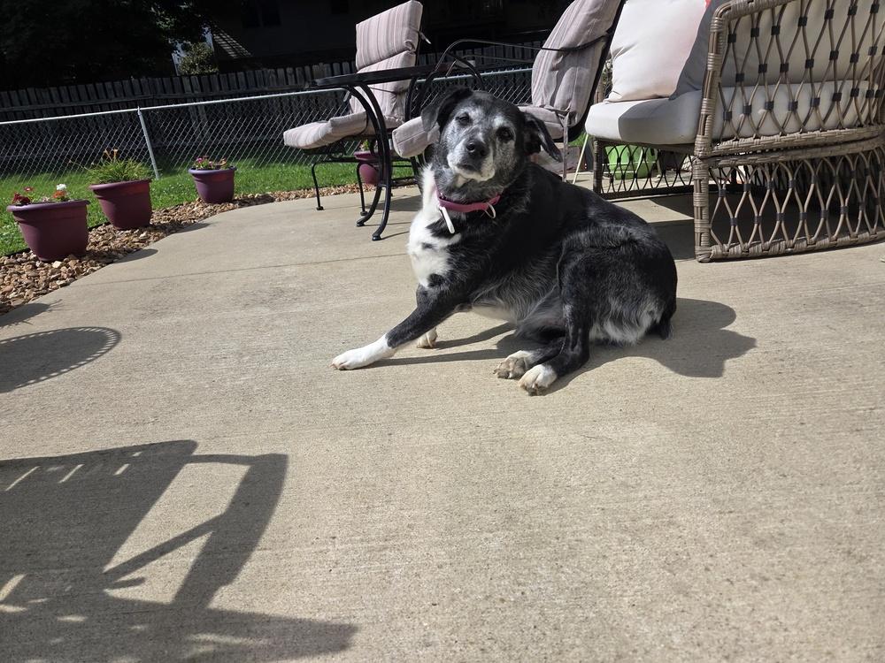 Minnie Mouse, a Adoptable mixed breed in Evansville, IN image 4/6