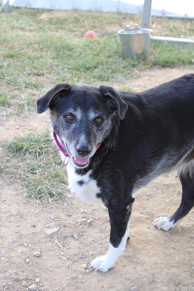 Minnie Mouse, a Adoptable mixed breed in Evansville, IN image 5/6