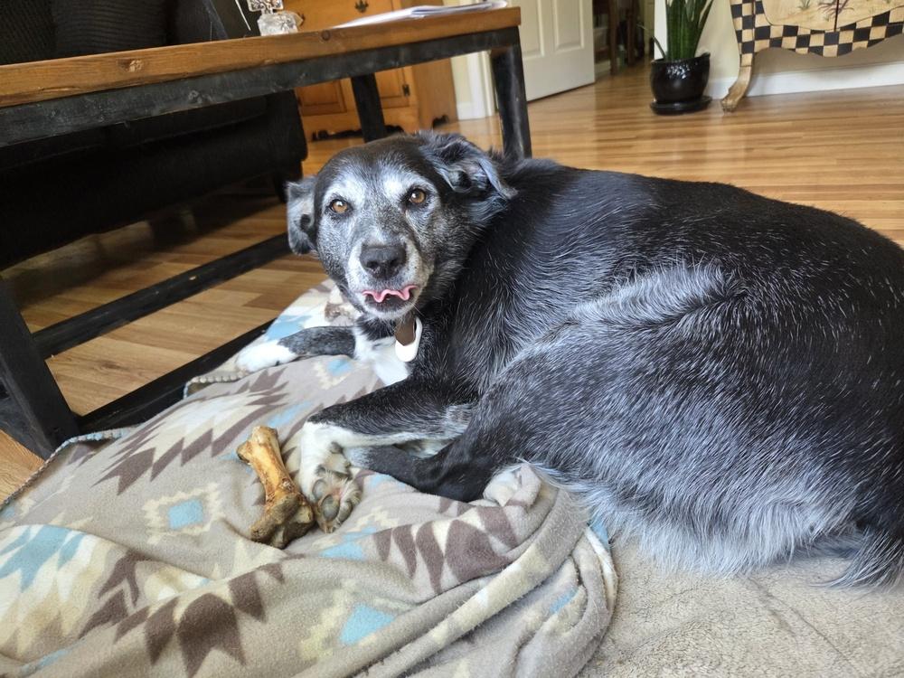Minnie Mouse, a Adoptable mixed breed in Evansville, IN image 6/6