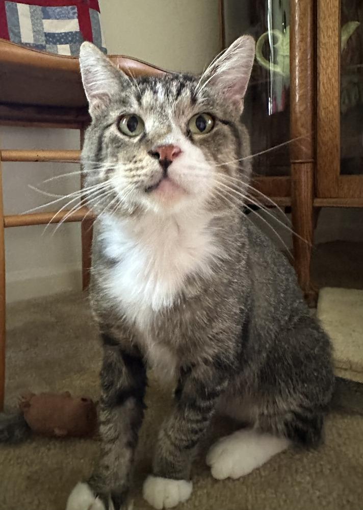 Enlarge Flip Flop (26-197 C), a Adoptable mixed breed in Lansing, MI image 1/6