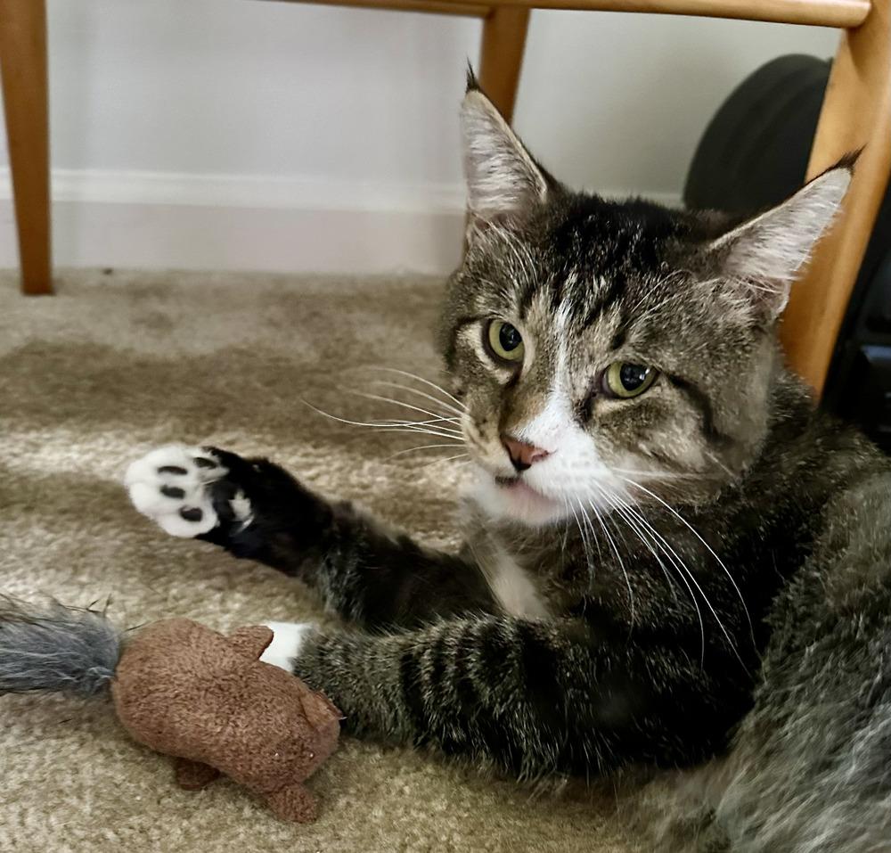 Enlarge Flip Flop (26-197 C), a Adoptable mixed breed in Lansing, MI image 5/6