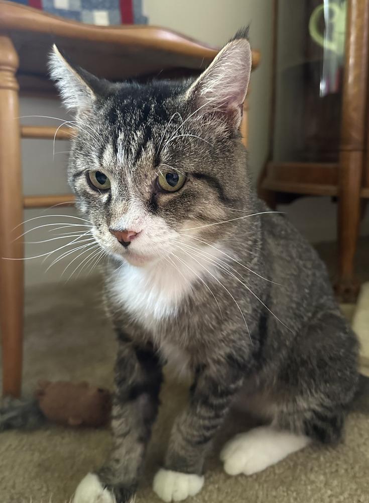 Enlarge Flip Flop (26-197 C), a Adoptable mixed breed in Lansing, MI image 6/6