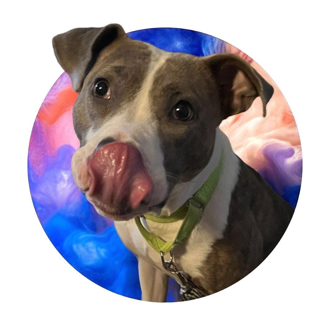 Casey, a Adoptable Pit Bull Terrier in Richmond, VA image 1/3