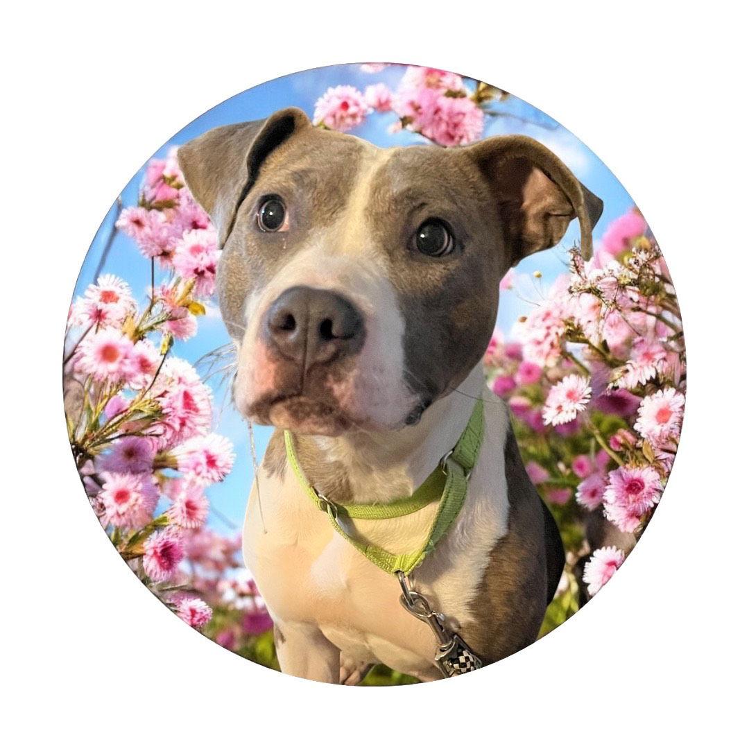 Casey, a Adoptable Pit Bull Terrier in Richmond, VA image 2/3