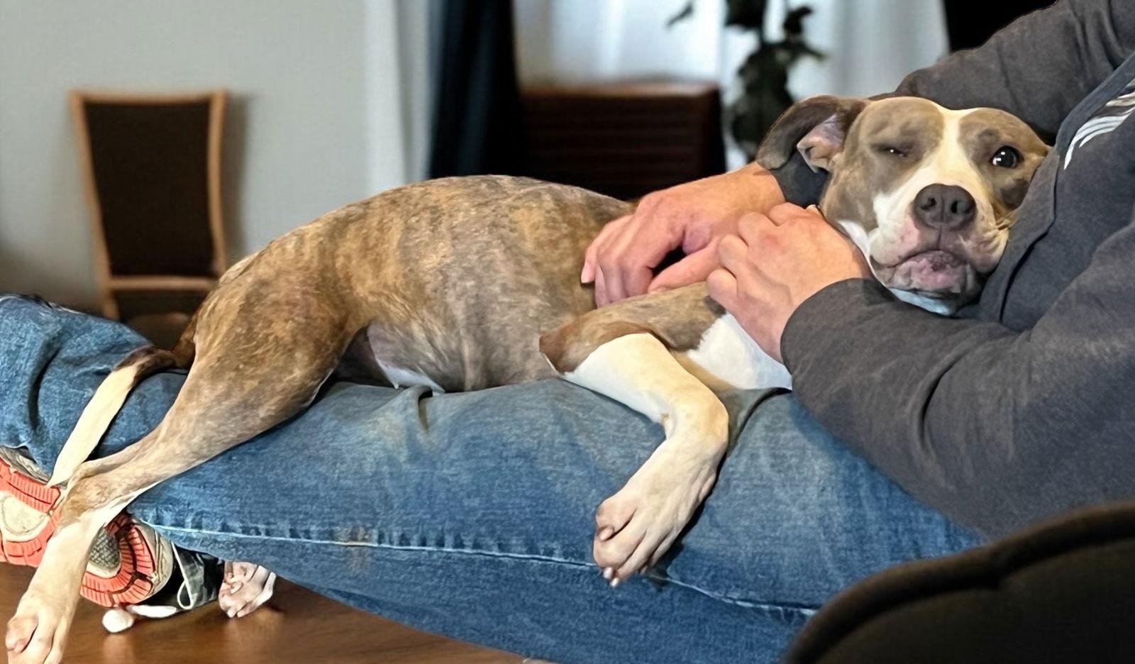 Casey, a Adoptable Pit Bull Terrier in Richmond, VA image 3/3