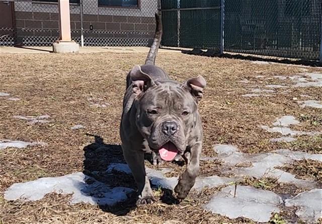 ROXY, Adoptable, Adult Female Staffordshire Bull Terrier.