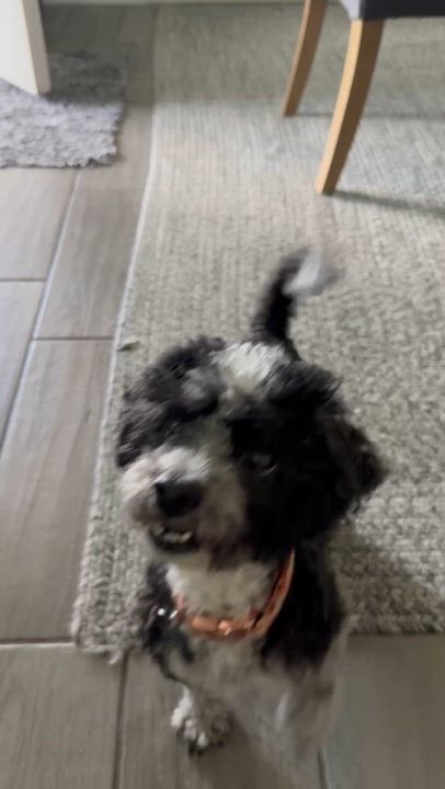 Enlarge Norma Jeane, a Adoptable mixed breed in Downers Grove, IL video 6/6