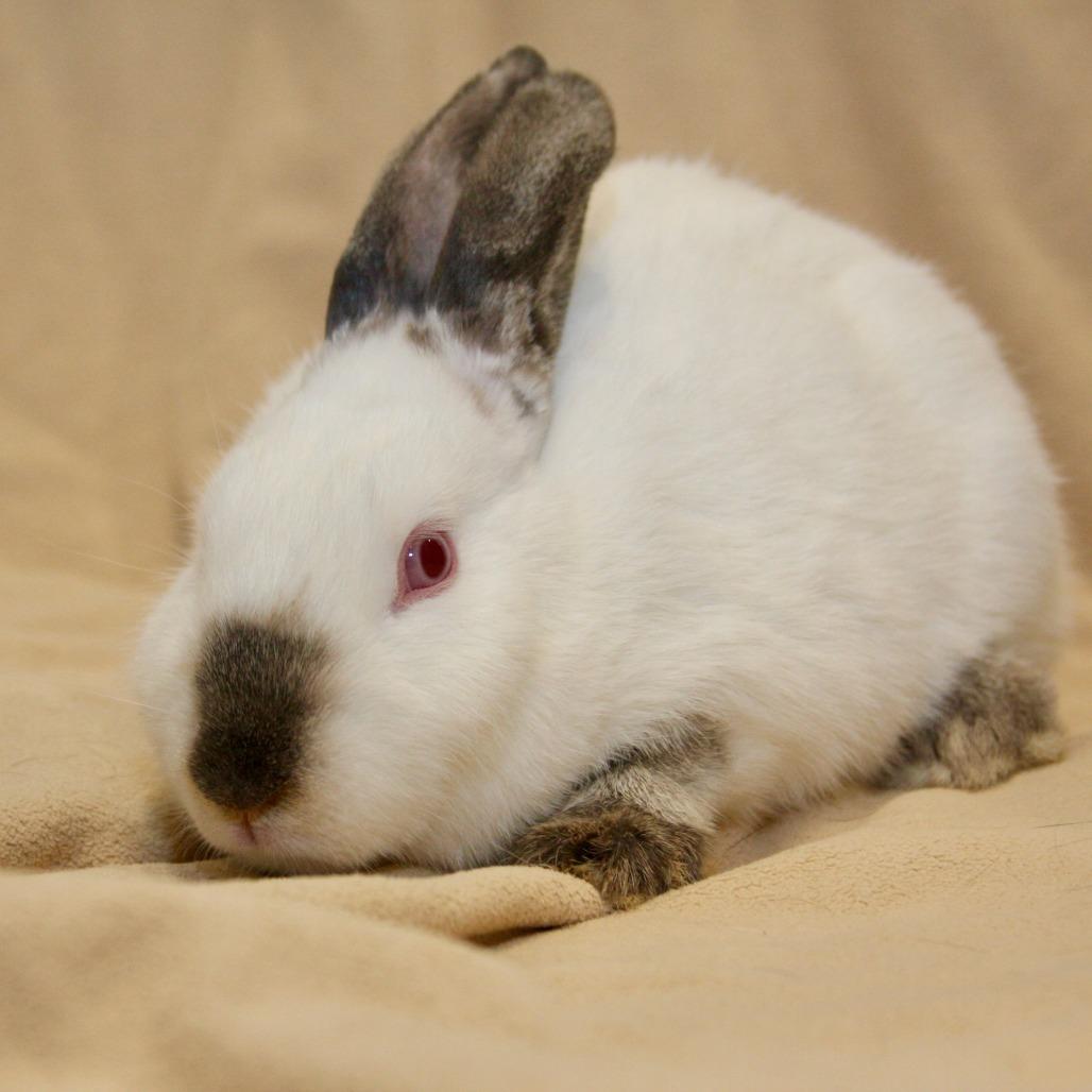 Leche, a Adoptable American in Allentown, PA image 2/3