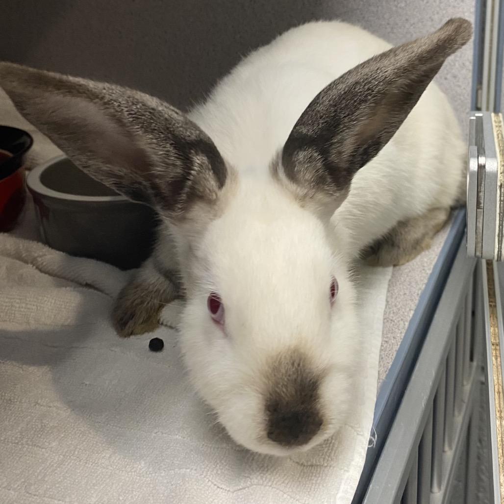 Leche, a Adoptable American in Allentown, PA image 3/3