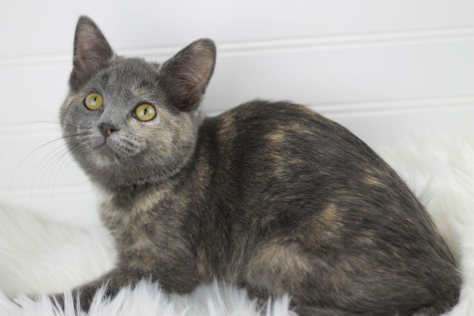 Enlarge Paige, a Adoptable mixed breed in Cookeville, TN image 1/3