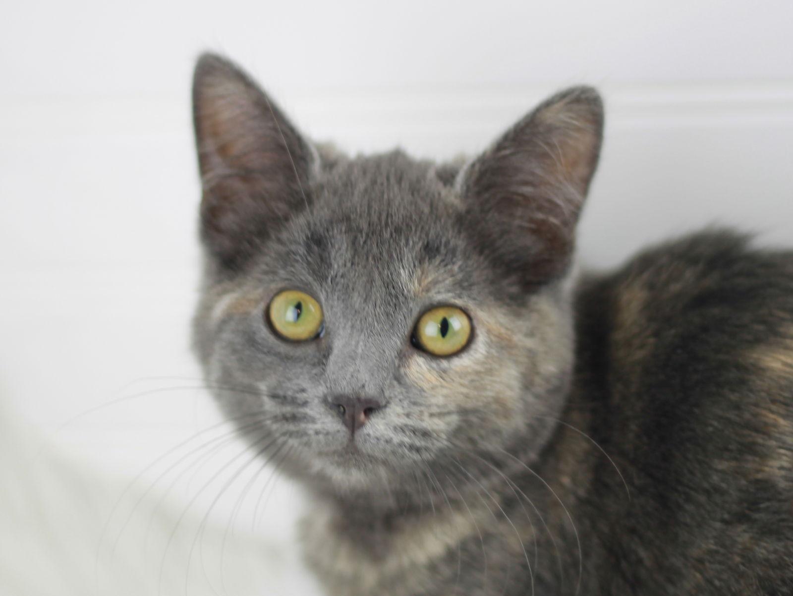 Enlarge Paige, a Adoptable mixed breed in Cookeville, TN image 2/3