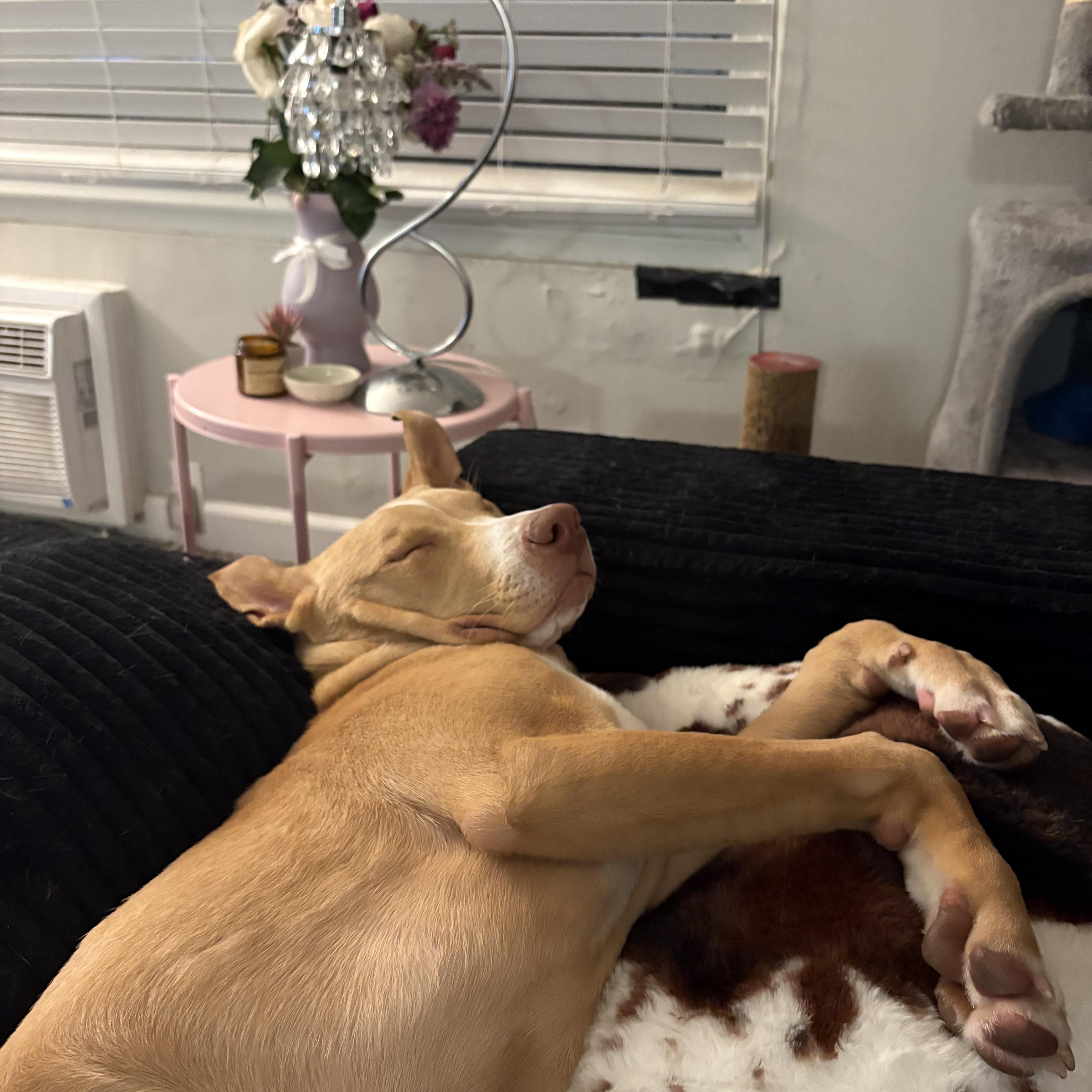 Baby Rory, a Adoptable mixed breed in Sherman oaks, CA image 2/5