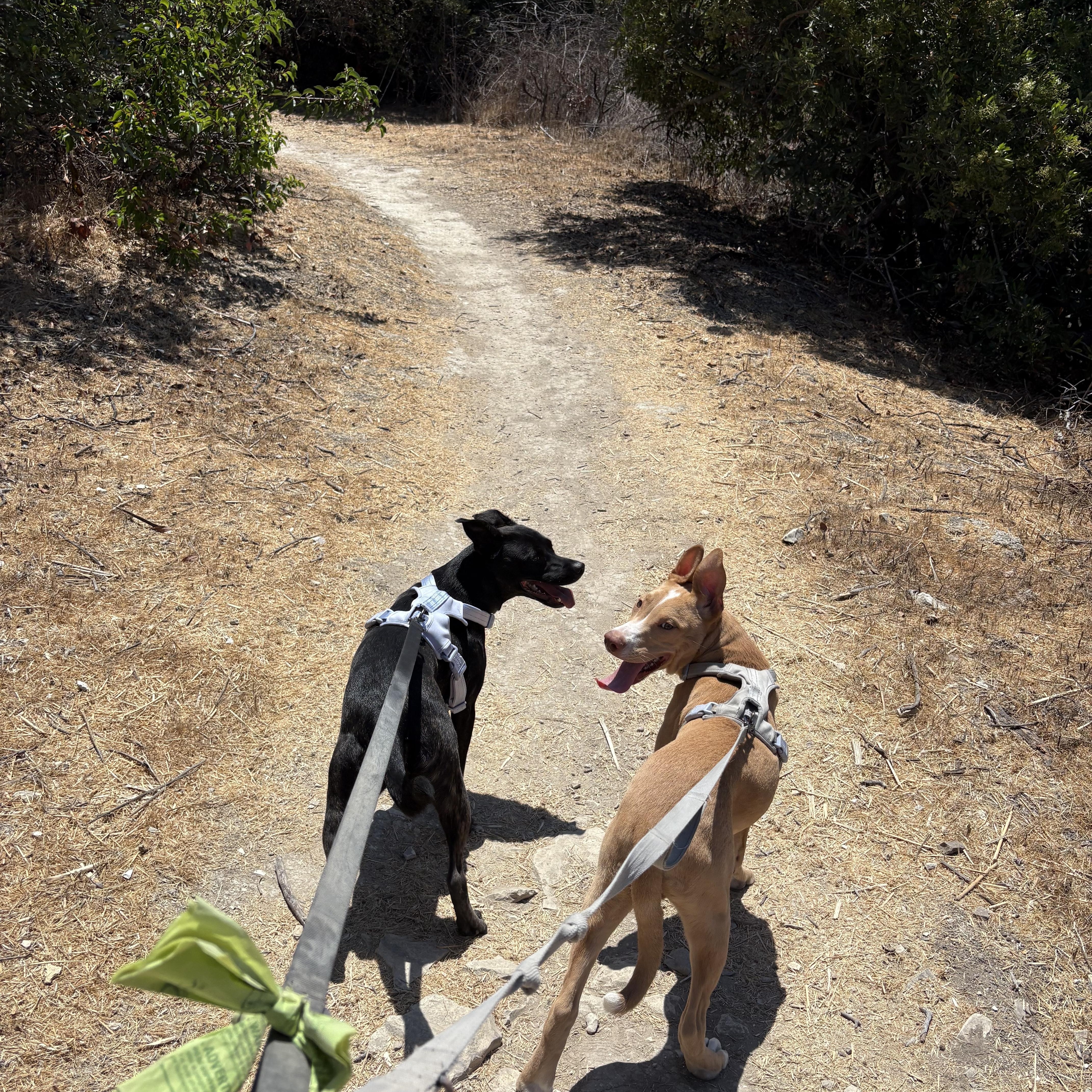 Baby Rory, a Adoptable mixed breed in Sherman oaks, CA image 3/5