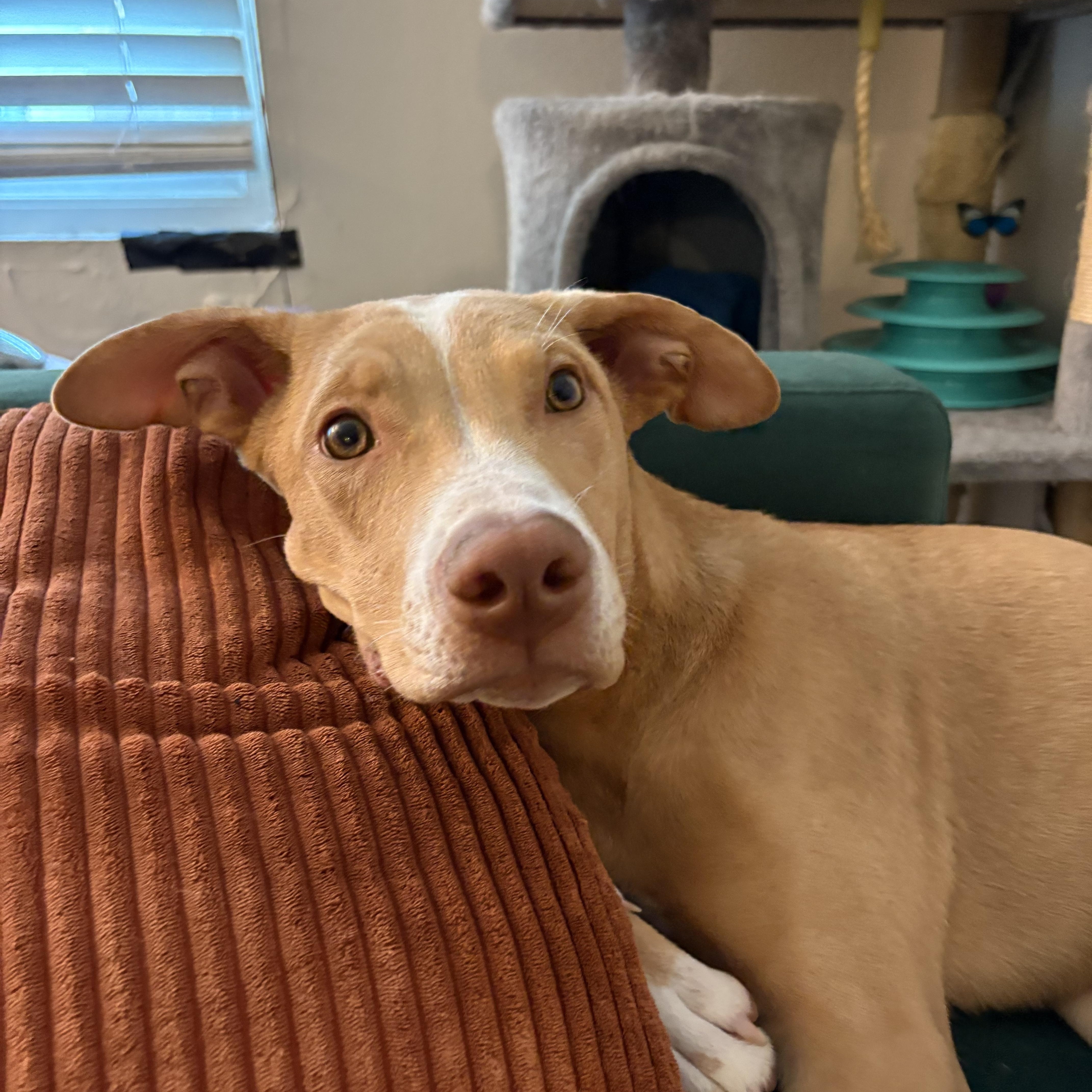 Baby Rory, a Adoptable mixed breed in Sherman oaks, CA image 4/5