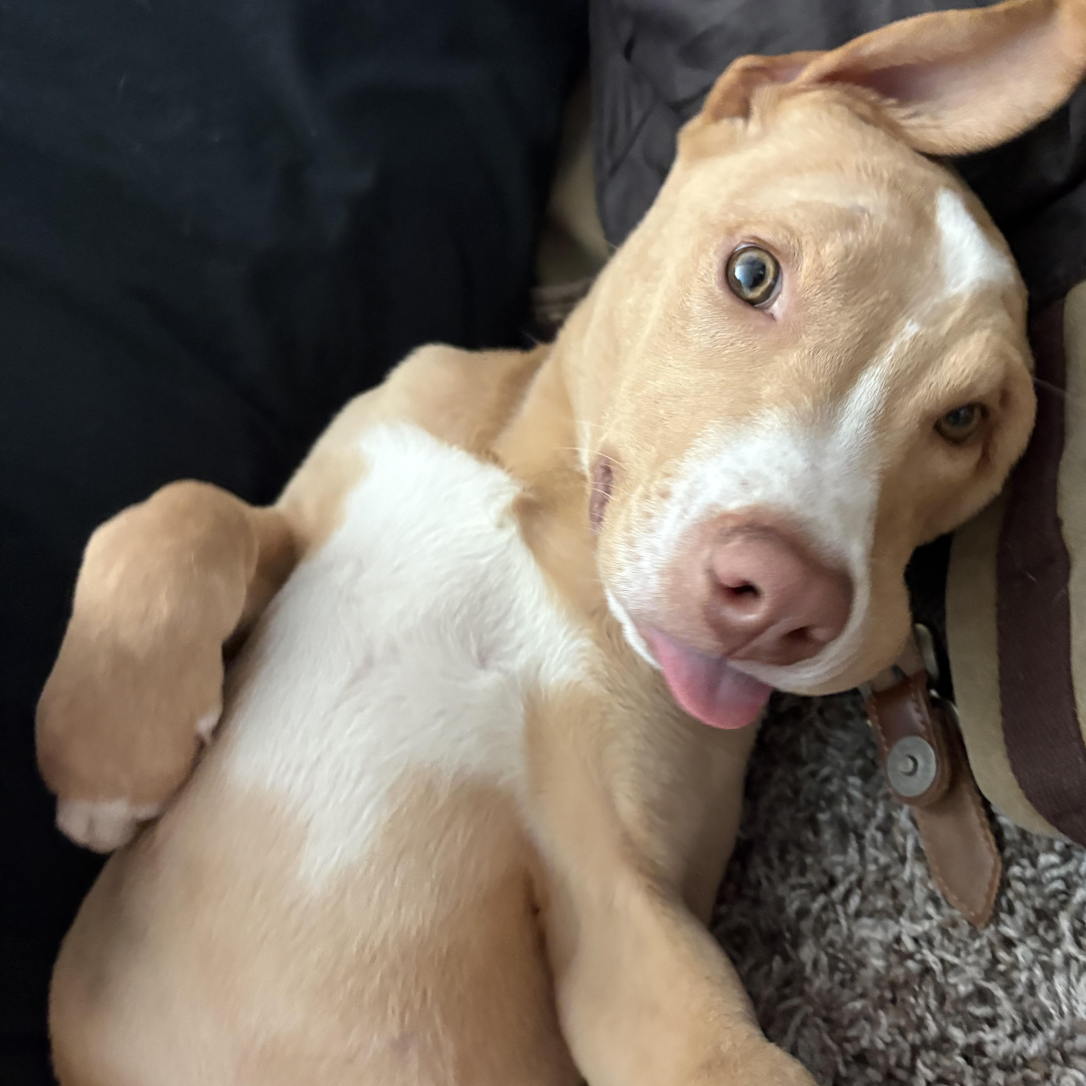 Baby Rory, Adoptable, Young Male Yellow Labrador Retriever & Staffordshire Bull Terrier.