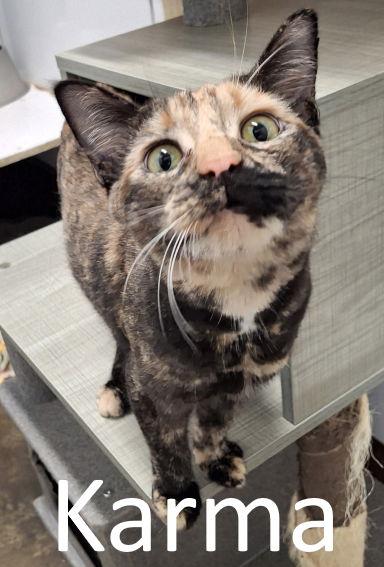 Enlarge Karma, a Adoptable mixed breed in Mountain View, AR image 1/3