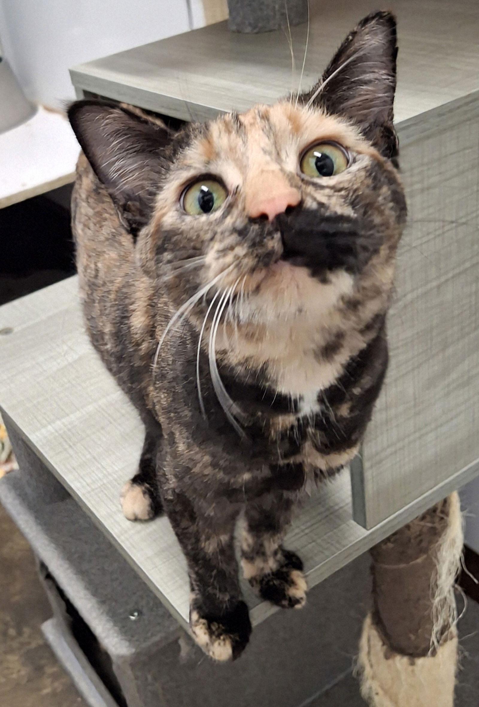 Karma, a Adoptable mixed breed in Mountain View, AR image 2/3