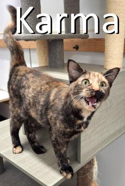 Karma, a Adoptable mixed breed in Mountain View, AR image 3/3