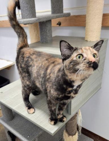 Enlarge Karma, a Adoptable mixed breed in Mountain View, AR image 3/3