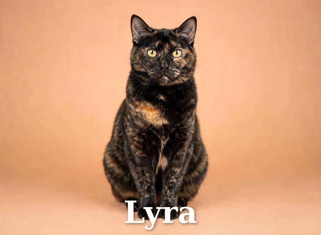 Enlarge Lyra, a Adoptable mixed breed in Leonardtown, MD image 1/2