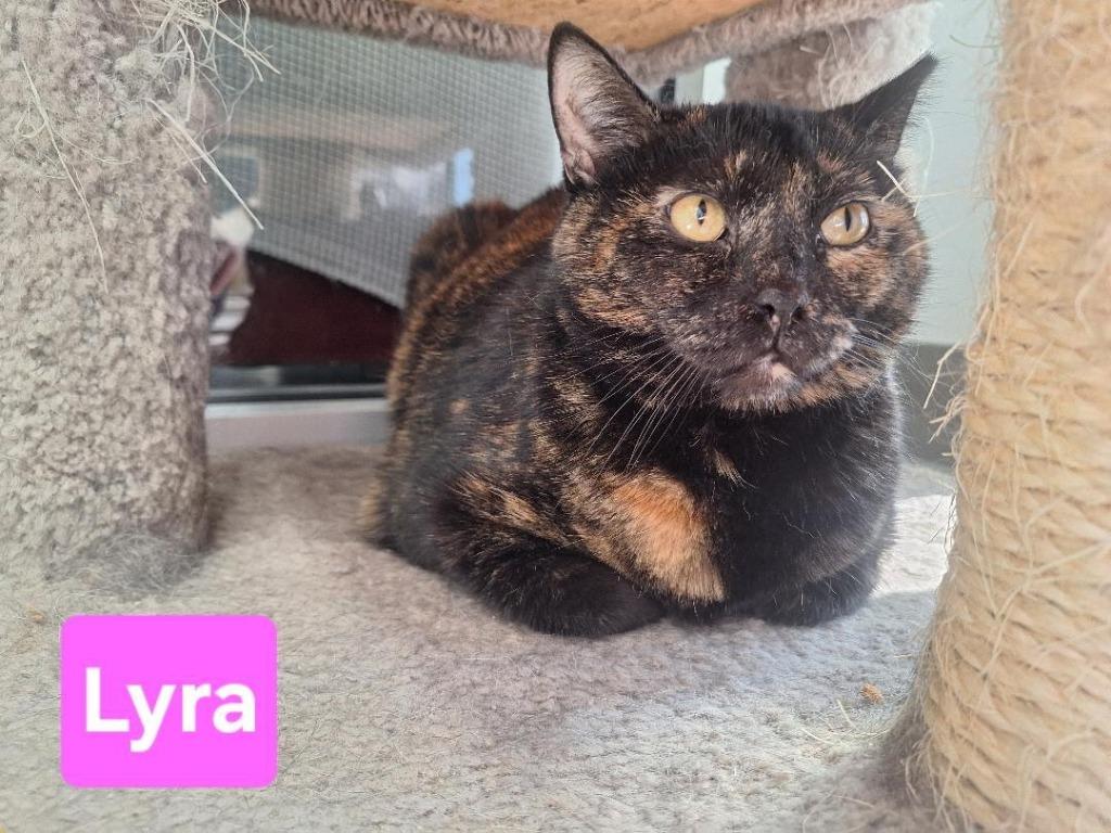 Lyra, Adoptable, Adult Female Domestic Short Hair.
