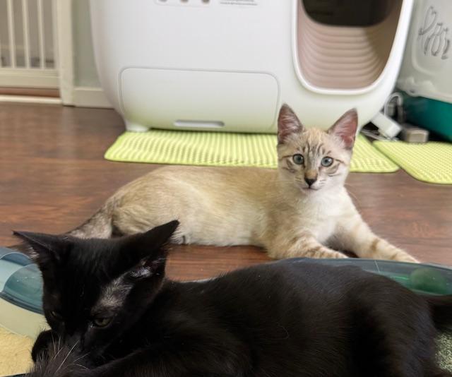 Enlarge Asher (3 months), a Adoptable mixed breed in Lawndale, CA image 3/6