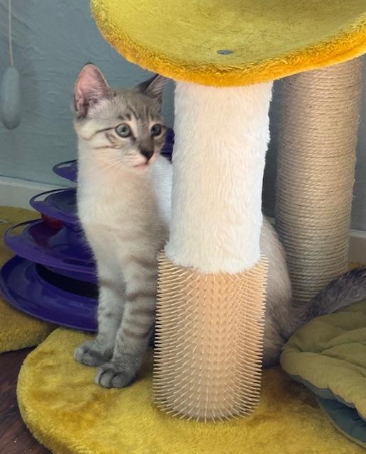 Enlarge Asher (3 months), a Adoptable mixed breed in Lawndale, CA image 4/6