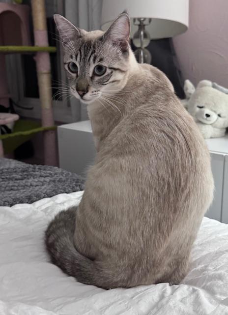 Asher (10 months), Adoptable, Kitten Male Siamese & Tabby.