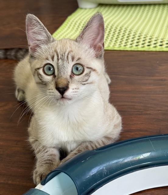 Asher (3 months), Adoptable, Kitten Male Siamese & Tabby.
