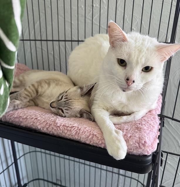 Enlarge Asher (3 months), a Adoptable mixed breed in Lawndale, CA image 2/6