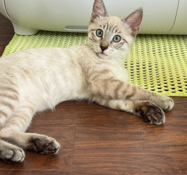 Enlarge Asher (3 months), a Adoptable mixed breed in Lawndale, CA image 5/6