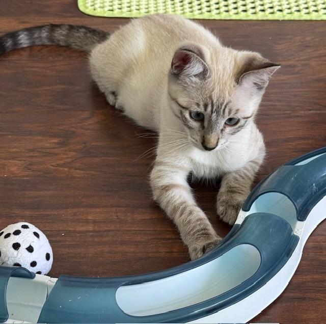 Enlarge Asher (3 months), a Adoptable mixed breed in Lawndale, CA image 6/6