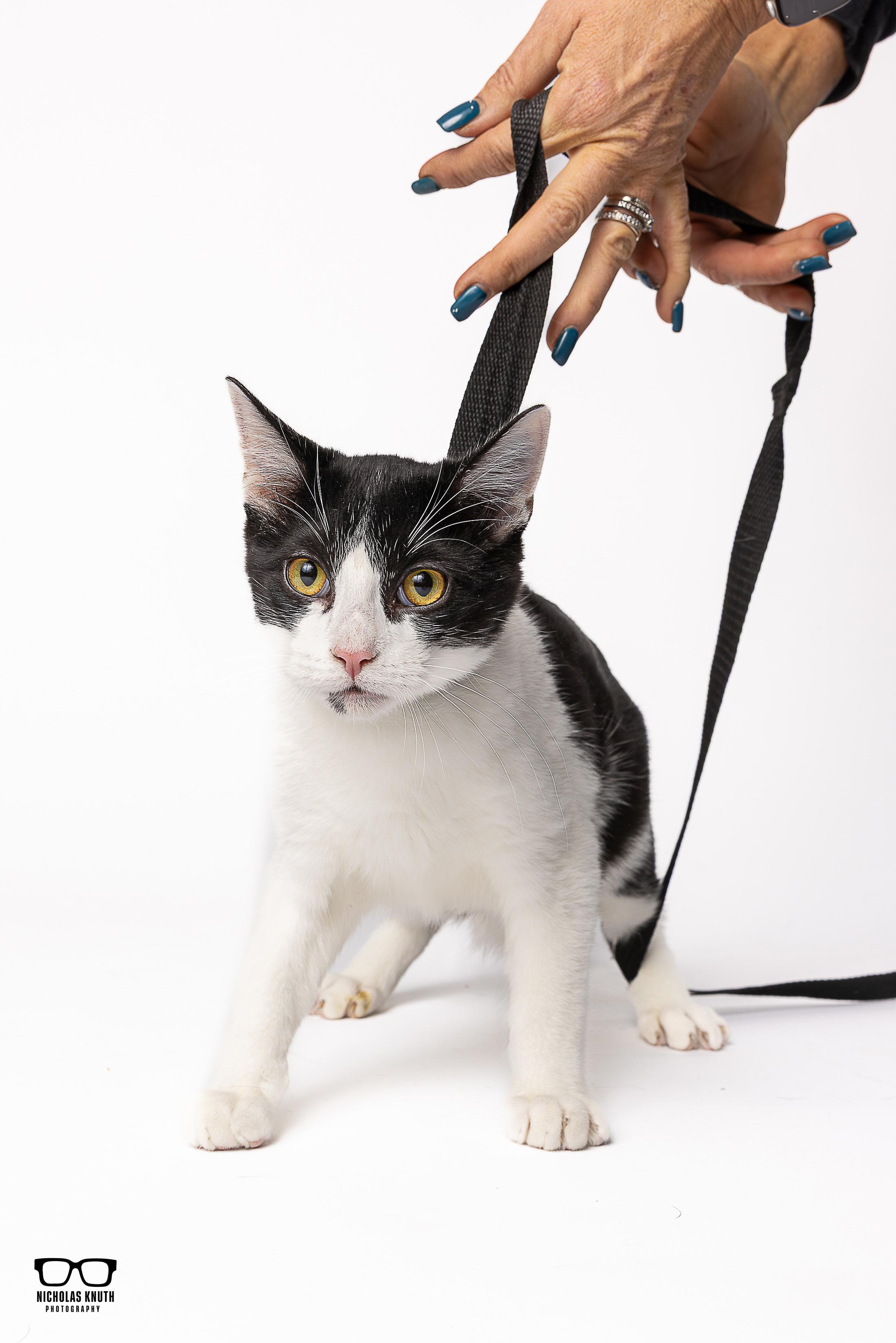 Frankie, a Adoptable Tuxedo in Palatine, IL image 5/5