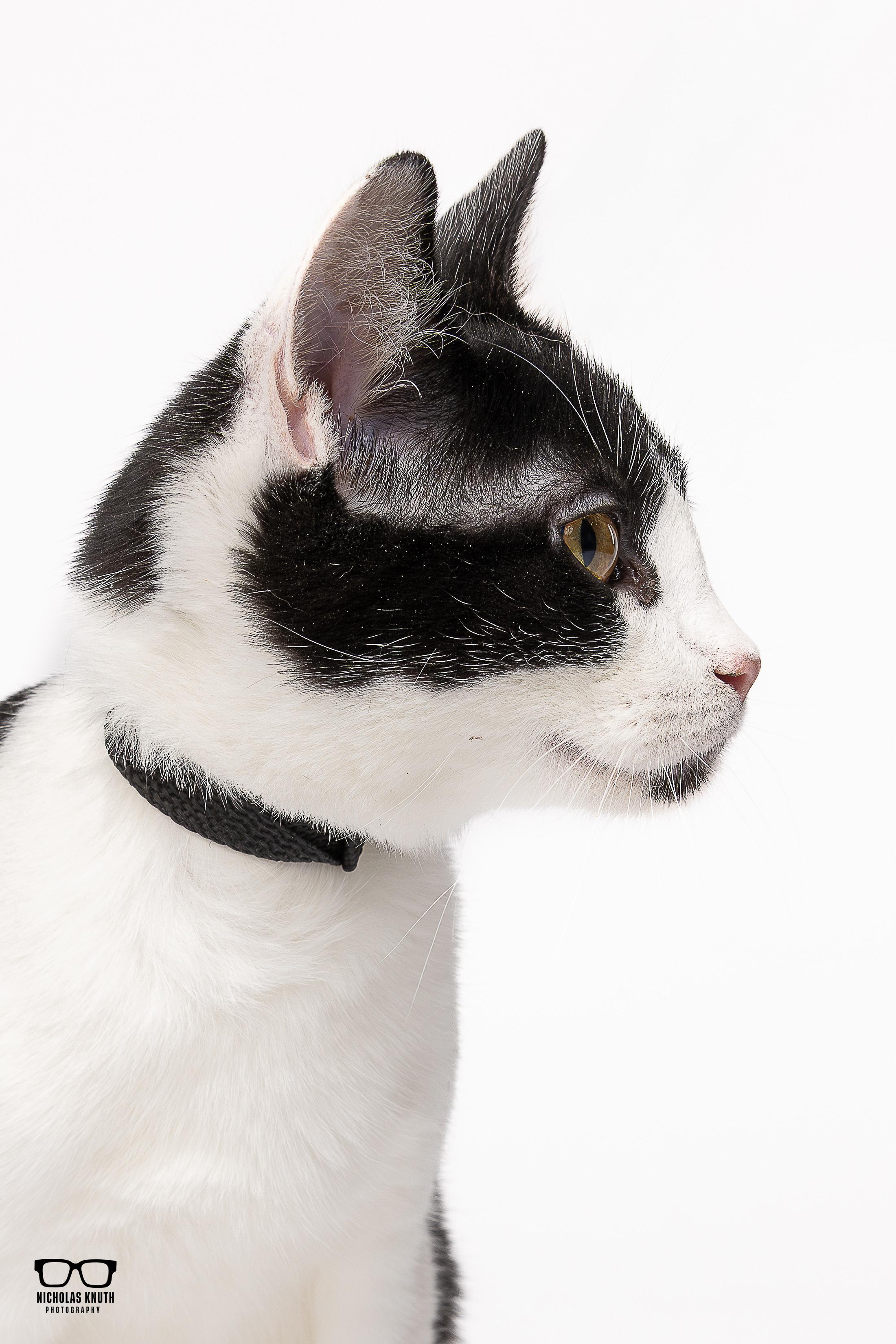 Frankie, a Adoptable Tuxedo in Palatine, IL image 2/5