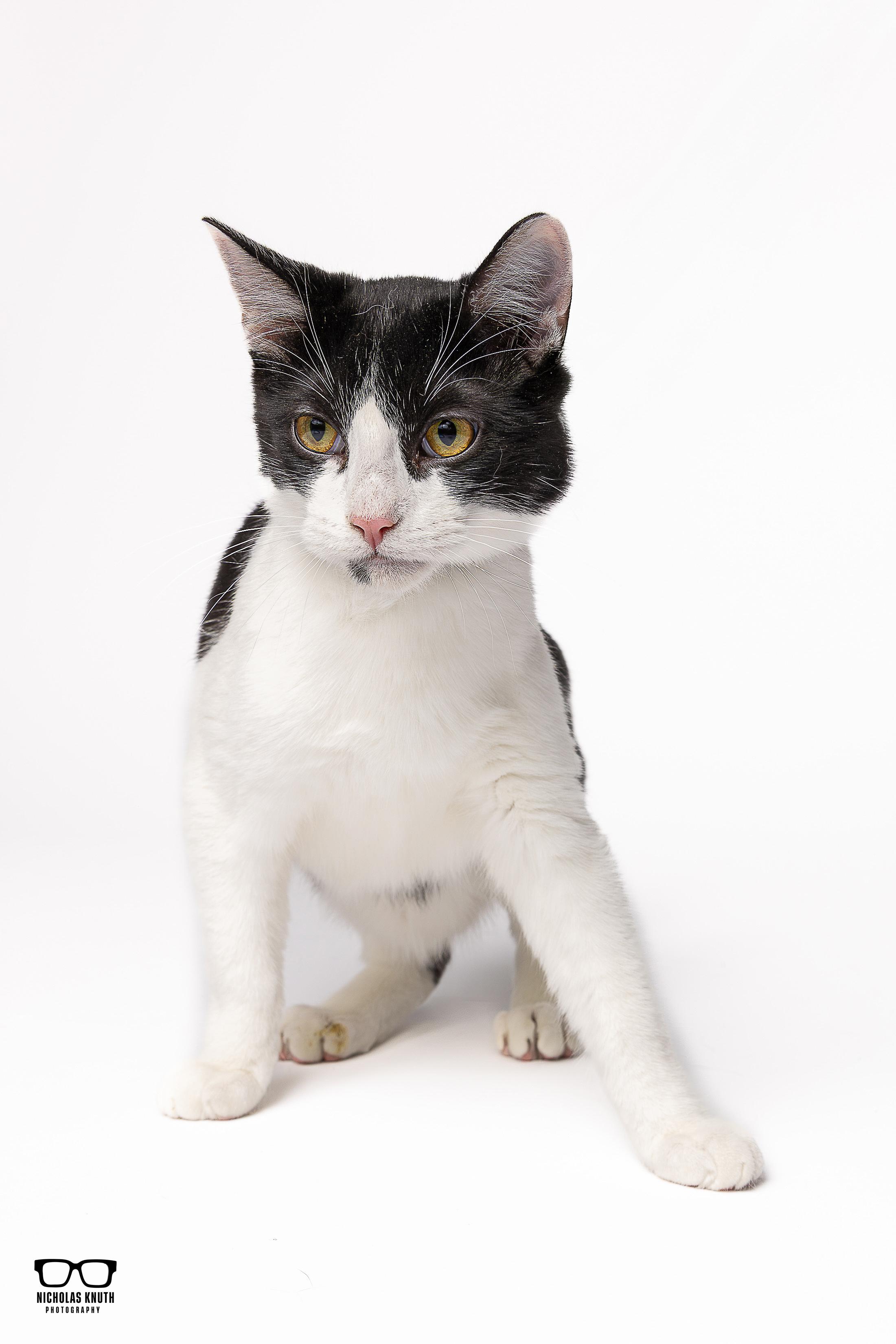 Frankie, a Adoptable Tuxedo in Palatine, IL image 4/5