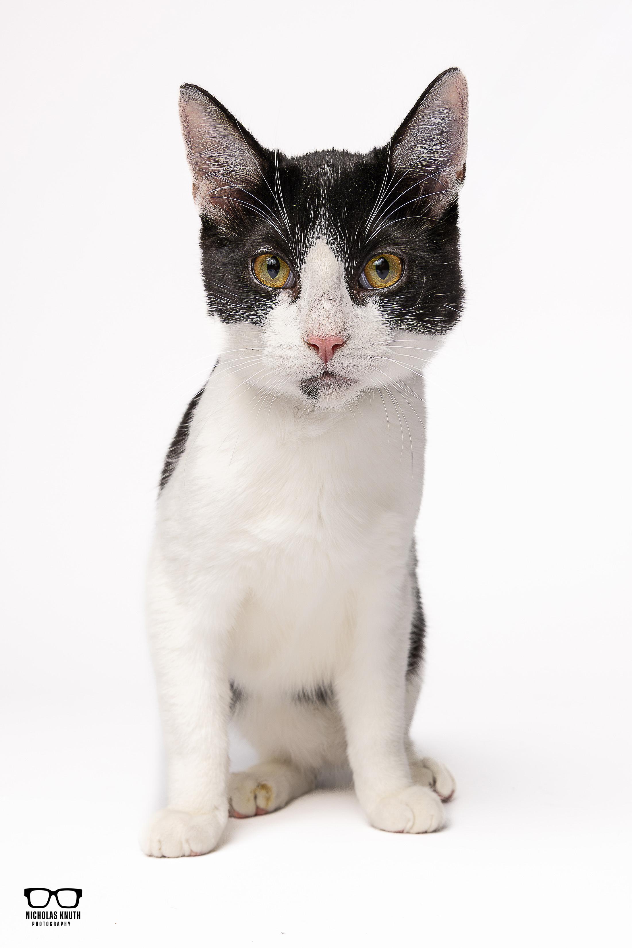 Frankie, a Adoptable Tuxedo in Palatine, IL image 1/5