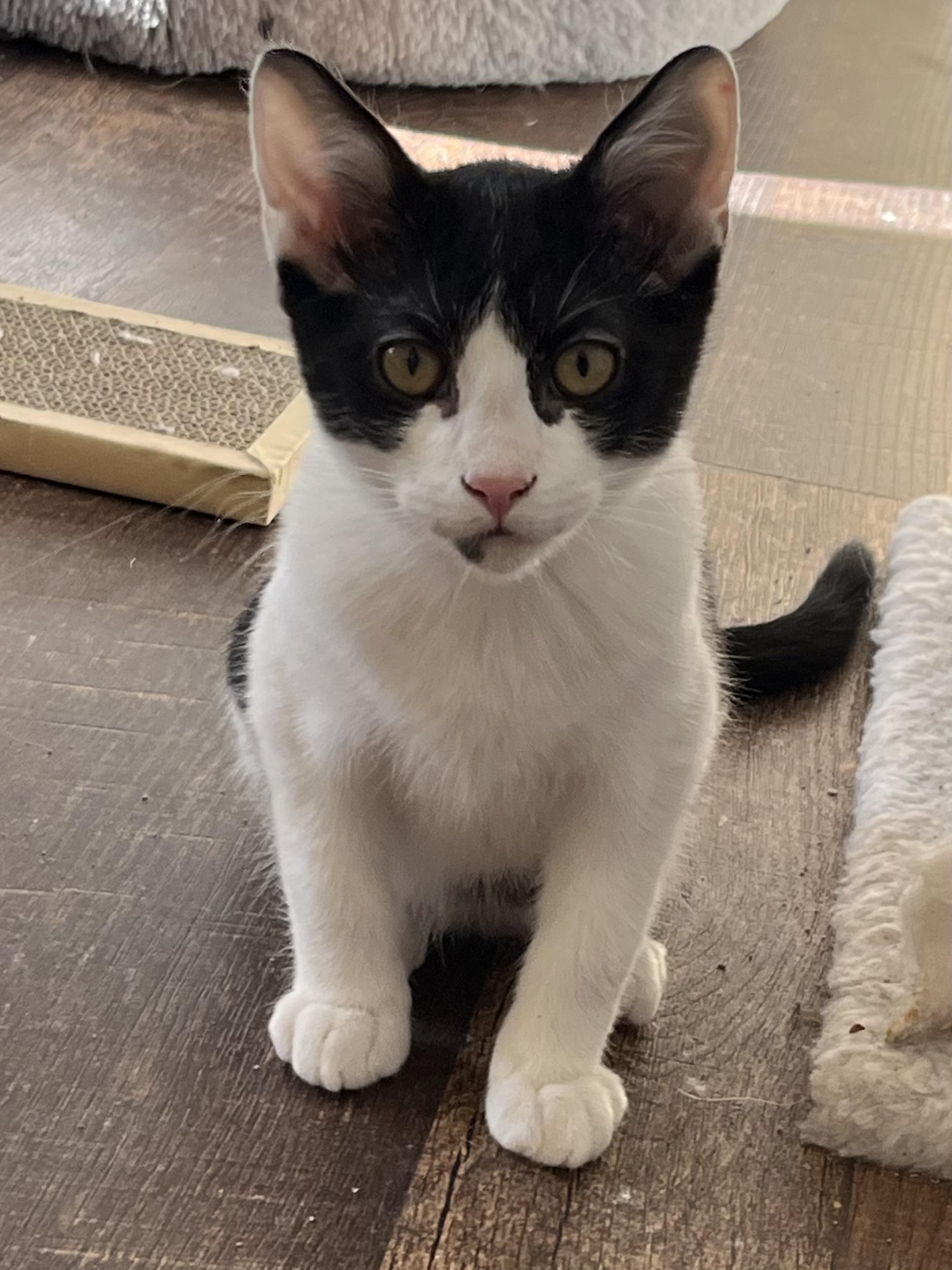 Enlarge Frankie, a Adoptable Tuxedo in Palatine, IL image 3/3