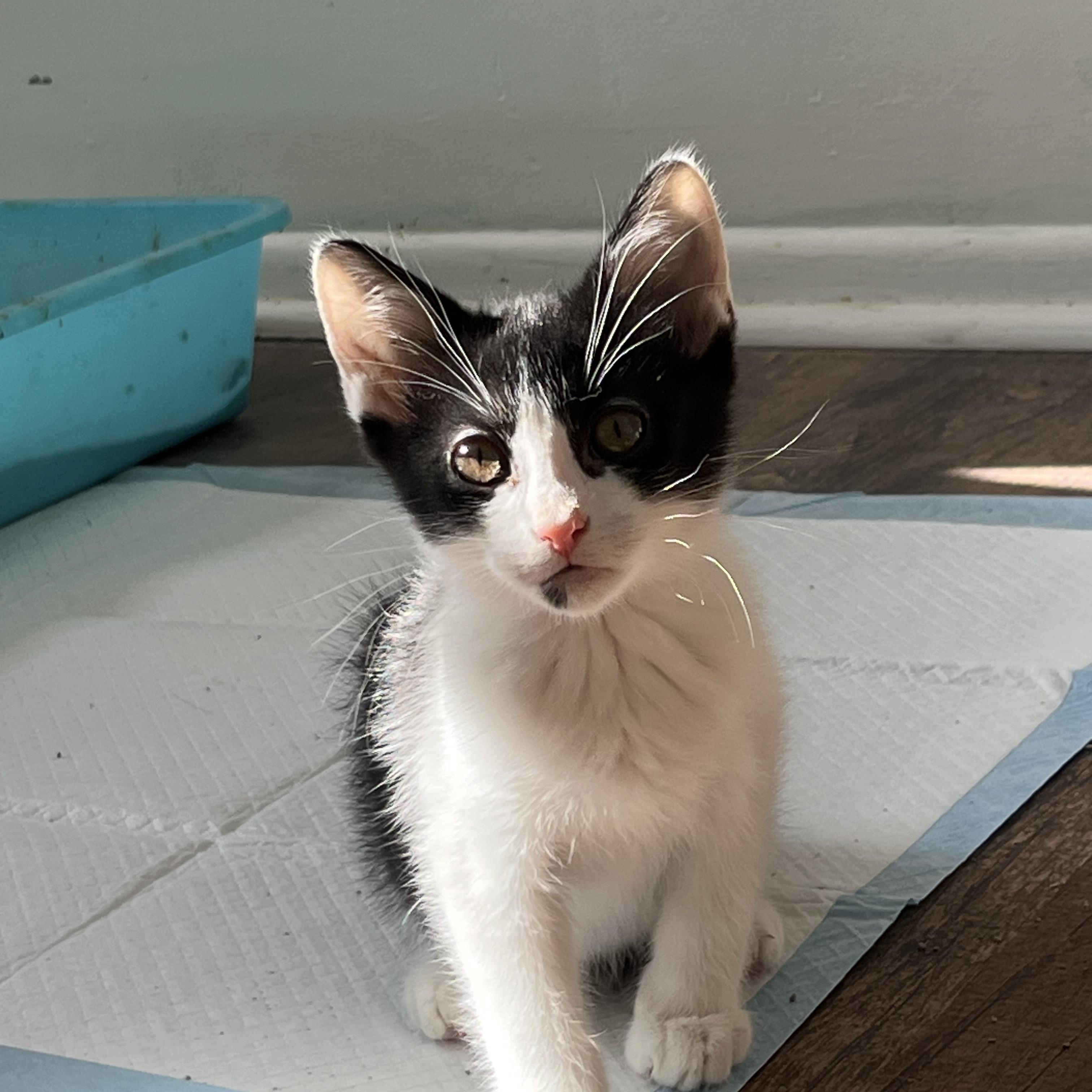 Frankie, Adoptable, Kitten Male Tuxedo.