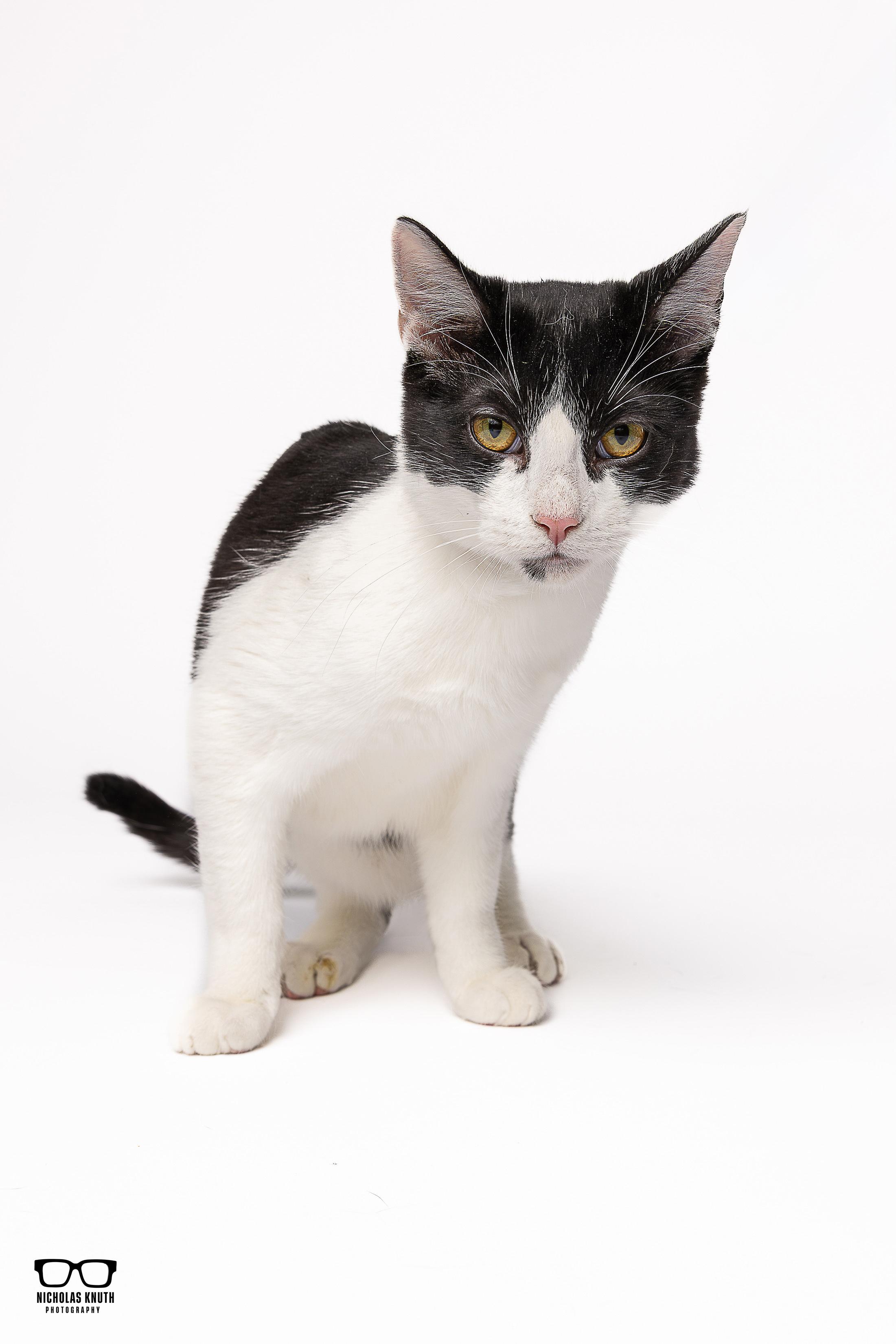 Frankie, a Adoptable Tuxedo in Palatine, IL image 3/5