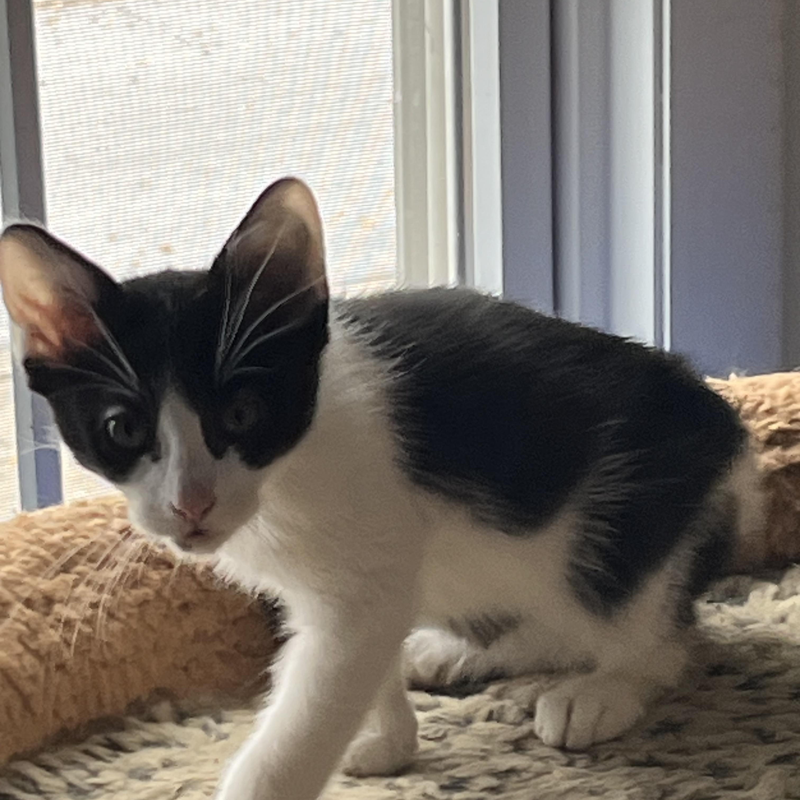 Frankie, a Adoptable Tuxedo in Palatine, IL image 2/2